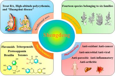 A comprehensive review of Shengdeng in Tibetan medicine: textual research, herbal and botanical distribution, traditional uses, phytochemistry, and pharmacology